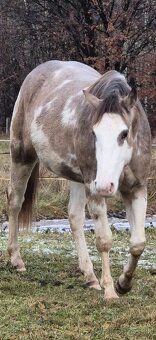 APH APHA PAINT HORSE ŽREBEC pripúšťanie - 14