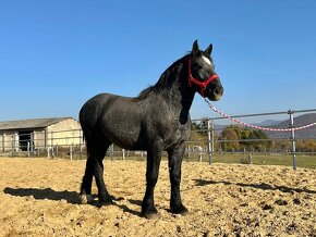 Predám koňa - žrebec Percheron - 14