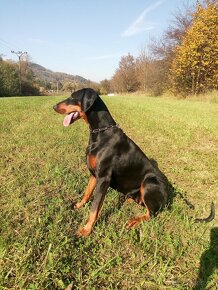 DOBERMAN štěňata s PP (CZ) - 14