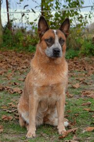 ACD Austrálsky dobytkársky pes CATTLE DOG - 14