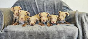 Americký pitbulterier pitbull pit bull silverfawn lilac rare - 14