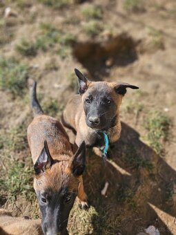 Belgický ovčiak Malinois s PP VOĽNÝ PSÍK - 14