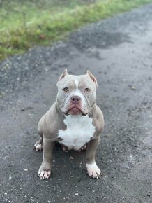 American bully Classic / Standard k odběru - 14