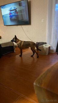 Belgický ovčák Malinois - 14