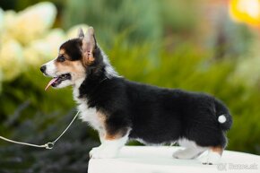 na predaj šteniatka welsh corgi pembroke - 14