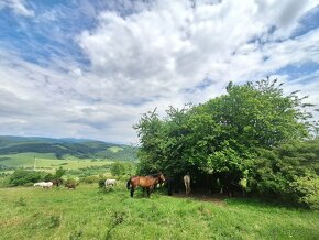 Obsadanie/výcvik koní/príprava na predaj - 14