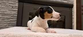 Jack Russell terier - 14