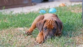 CHS Malumiwanga Rhodesian Ridgeback - 14