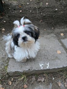 Mini Shi-tzu - 14