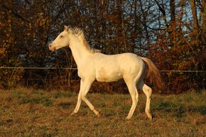 Fewspot Appaloosa colt - 15