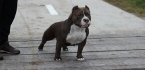 AMERICAN BULLY - 15