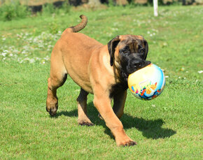 búrský buldok- boerboel-feny-garance zdravých kloubů - 15