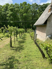 Na predaj vínny dom s vinicou - Bátorove Kosihy - 15