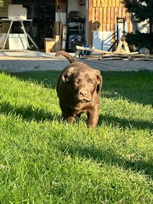 Čistokrevná štěňata labrador ihned hňědé kluky - 15