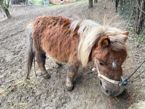 Predám krásny pár poníkov – kobyla žrebná - 15