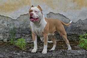 American bully xl ke krytí - 15