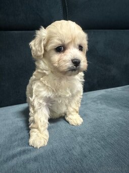 Maltipoo - 15