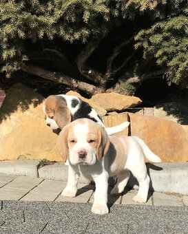 Bígel Bigl Beagle s PP FCI (bicolor, tricolor) - 15