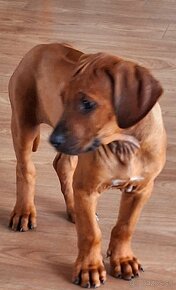 Rhodesian Ridgeback - 15