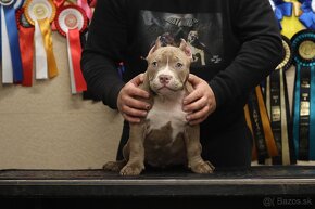 American Bully - 15