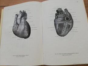 F.Kiss, J.Szentágothai - Atlas anatómie človeka 3 časti - 15