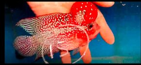 Flowerhorn - 15