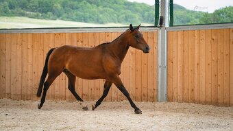 Dvouletá buckskin Quarter Horse klisna, nominace na Futurity - 15