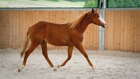 Dvouletá splash Quarter Horse klisna, nominována na Futurity - 15