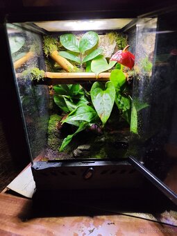 Terarium Exo terra - 15