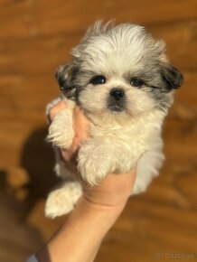 Teacup Maltipoo / doodle/ - 15