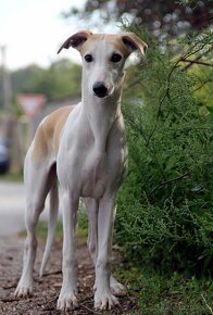 Vipet / Whippet - 15