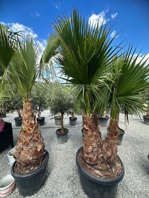 Palma WASHINGTONIA ROBUSTA,TRACHYCARPUS FORTUNEI - 15