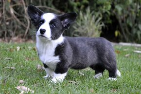 Welsh Corgi Cardigan FCI- krásná dívka - 15