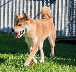 Shiba inu fenka s PP - 15