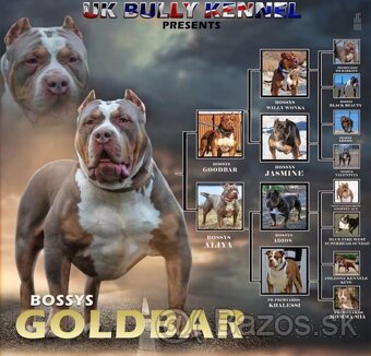 Fena American Bully XL - 15