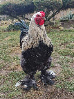 Predam KOHÚTY na chov wyandott a brahman - 15