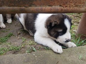 Stredoázijský ovčiak Sao, Aziat  na predaj - 15