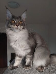 MAINE COON - mainská mývalia s PP - 15