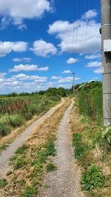 Znížená Na predaj vinica s chatkou  Štúrovo Hegyfarok - 15