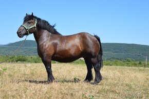 Kobyla na predaj - Švédsky Ardén - 15