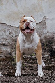 American bully xl ke krytí - 15