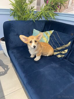 Welsh corgi pembroke - 15