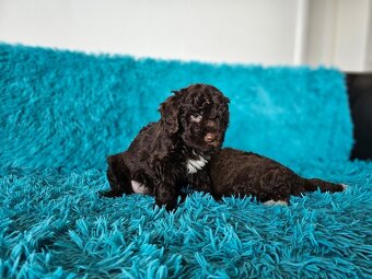 LAGOTTO ROMAGNOLO-brown, with super ped. FCI - 15