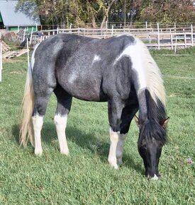 APH APHA PAINT HORSE ŽREBCE pripúšťanie - 15