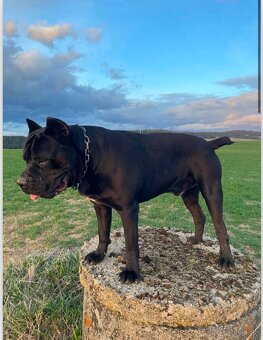 Šteniatka Cane Corso - 15