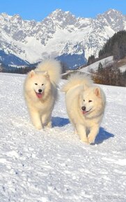 Samojed s PP LA TORRE ROJA - 15