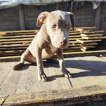 Americký pitbulterier pitbul pitbull silver lilac rare Topp - 15