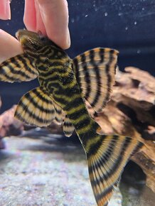 Pleco, Hypancistrus, Ancistrus long fin, sumce - 15