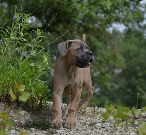 Cane Corso s PP (FCI) - 15