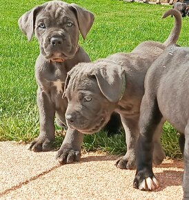 Cane Corso s PP - 15